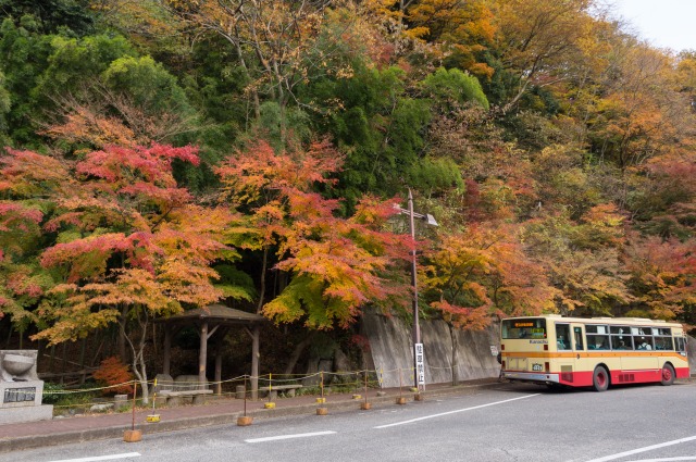 紅葉・近景