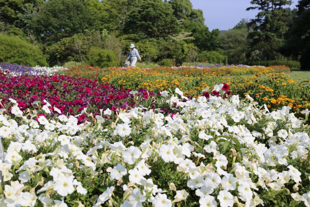 広場周辺の花壇