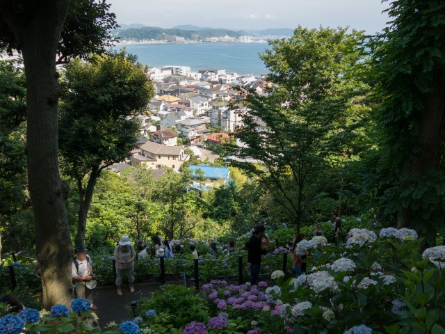 アジサイと相模湾