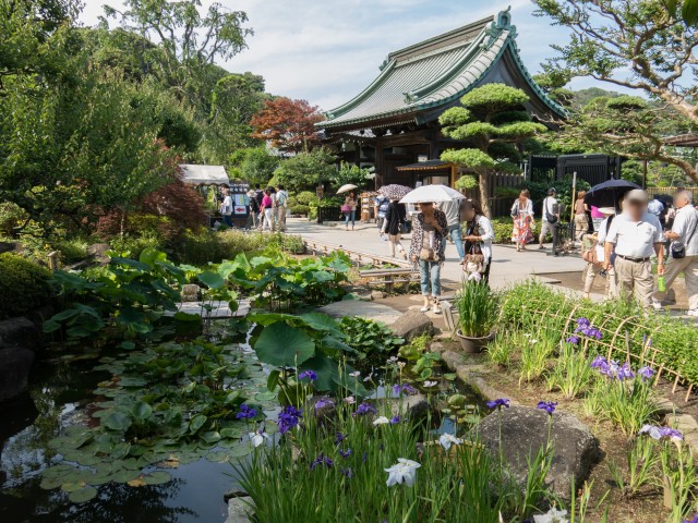 池のハナショウブ