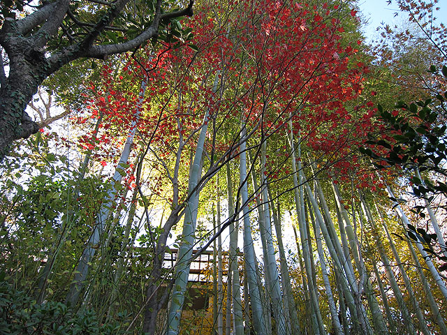 竹と紅葉