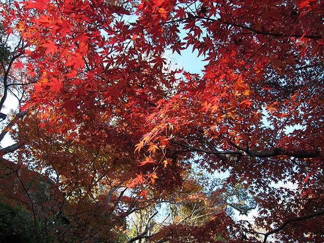 綺麗な紅いモミジ