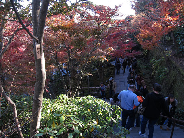 紅葉の通路