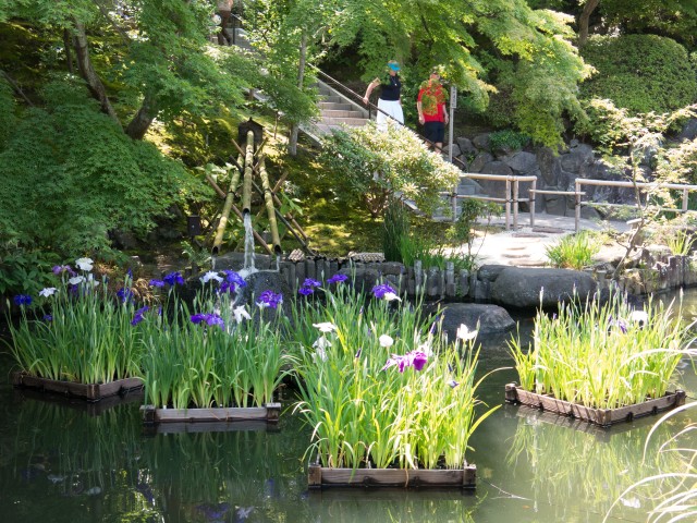 池の花菖蒲