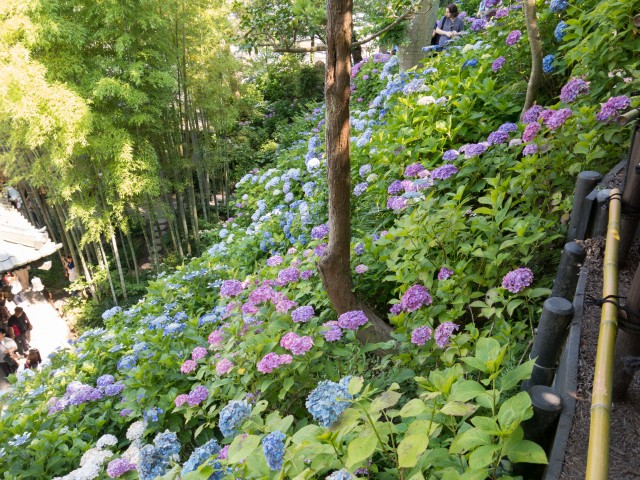 アジサイと竹林