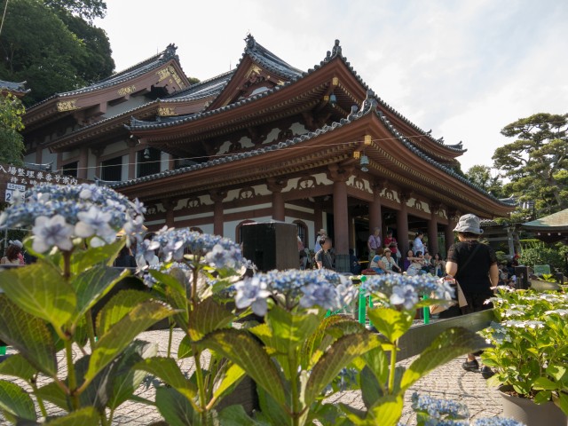 長谷寺観音堂とアジサイ