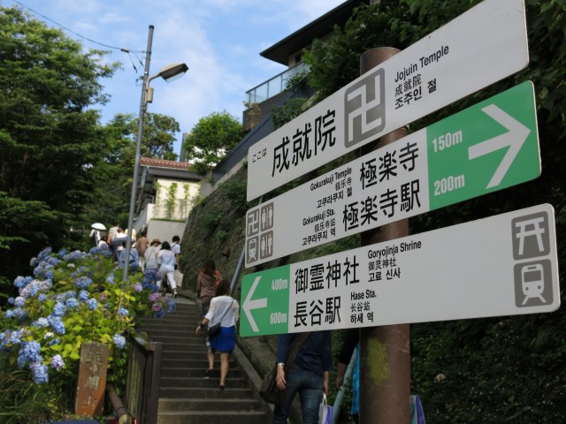 極楽寺駅側のアジサイ