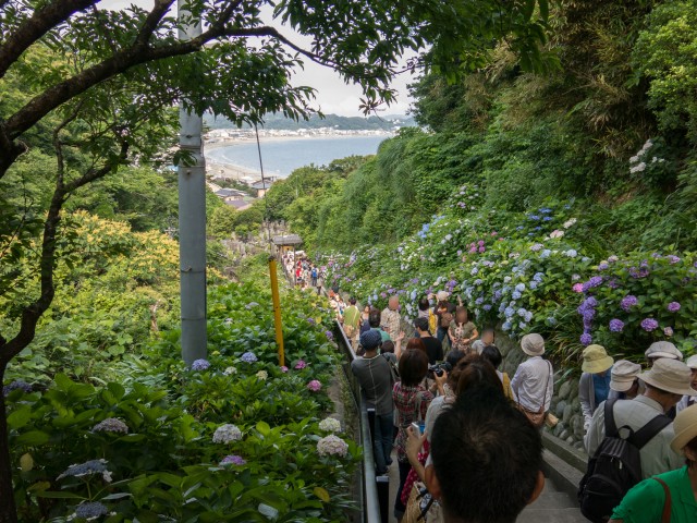 参道のアジサイと由比ガ浜