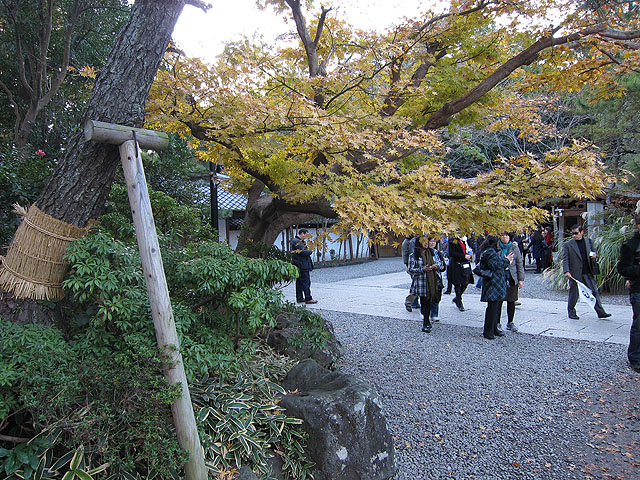 紅葉・黄色