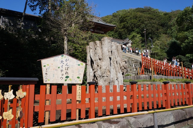 大銀杏の移植