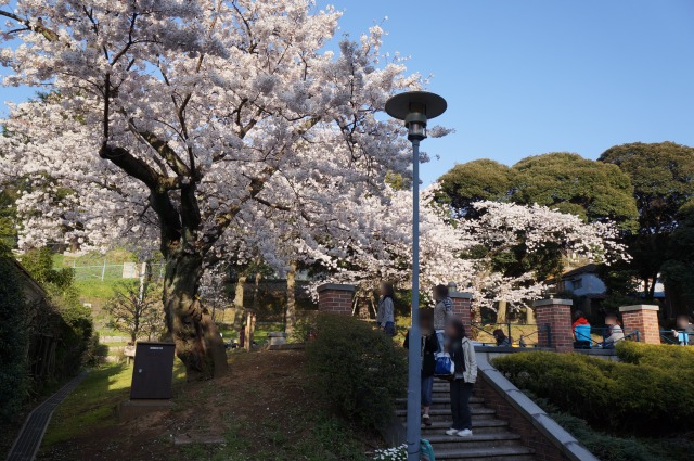 桜が満開