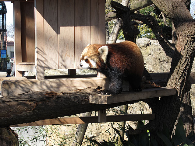 レッサーパンダ